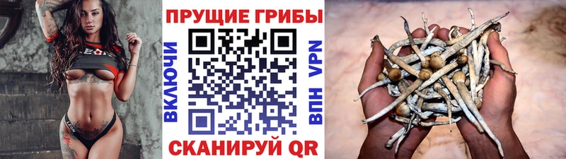 закладки  Пятигорск  Псилоцибиновые грибы Psilocybe 